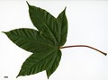 SpeciesSub: subsp. sterculiaceum